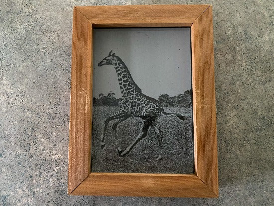 Laser engraved etching with backing of a giraffe with gray backing framed in wood free standing or hang by frame -add this acrylic etching to your giraffe collection  - 7 1/4 inch x 5 1/2 inch -home decor for a housewarming gift, birthday gift - Borgmanns Creations - 1