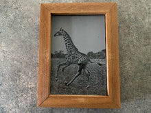 Load image into Gallery viewer, Laser engraved etching with backing of a giraffe with gray backing framed in wood free standing or hang by frame -add this acrylic etching to your giraffe collection  - 7 1/4 inch x 5 1/2 inch -home decor for a housewarming gift, birthday gift - Borgmanns Creations - 1
